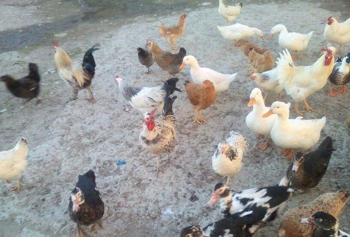 tam saglamdilar yumurtaliq toyuqlar 6-7ayliqdi tecili satilir ve ya ke