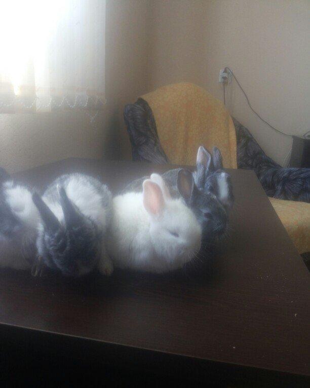 karlik dosanlar temiz ve saglamdi satiram birini 10 aznden ciddi sexsl