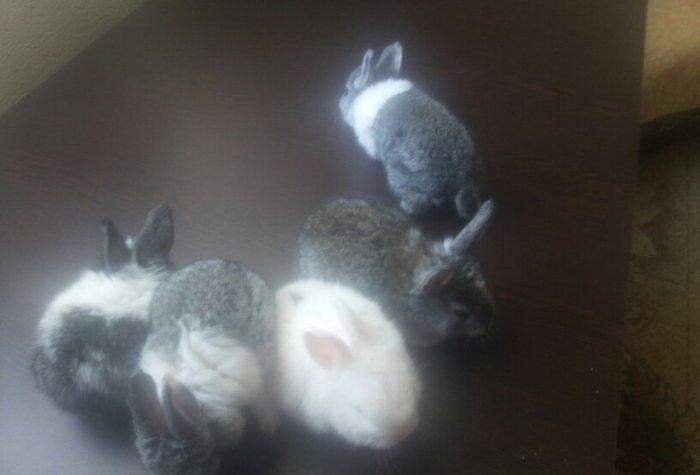 karlik dosanlar temiz ve saglamdi satiram birini 10 aznden ciddi sexsl