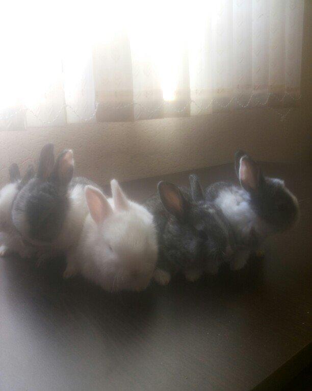 karlik dosanlar temiz ve saglamdi satiram birini 10 aznden ciddi sexsl