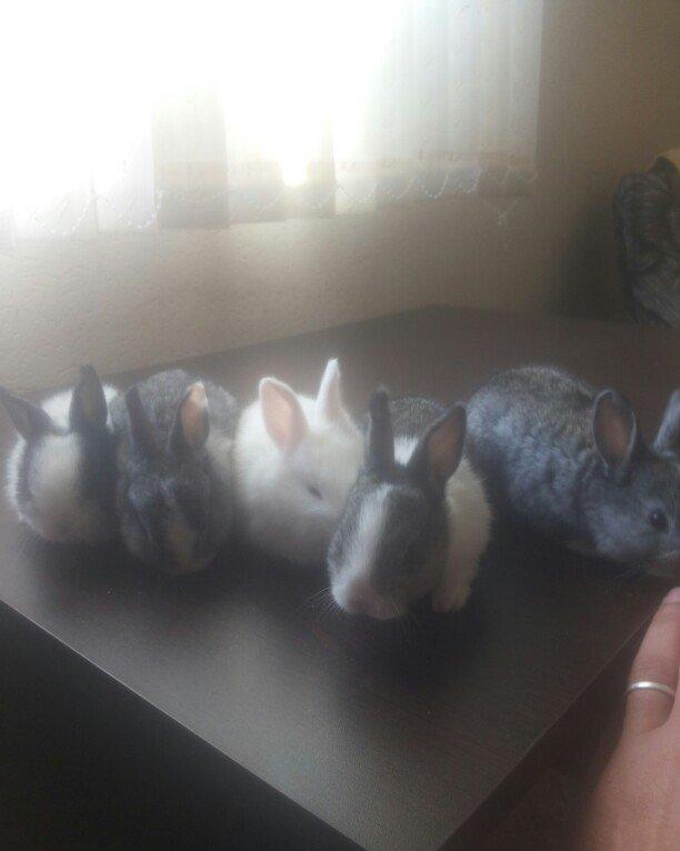 karlik dosanlar temiz ve saglamdi satiram birini 10 aznden ciddi sexsl