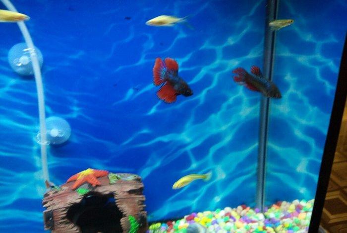 Akvarium,baliqlarla birlikde satilir.Filter,hava kompressoru,qizdirici