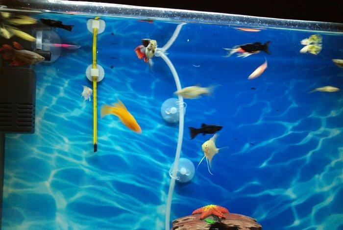 Akvarium,baliqlarla birlikde satilir.Filter,hava kompressoru,qizdirici