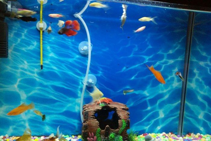 Akvarium,baliqlarla birlikde satilir.Filter,hava kompressoru,qizdirici