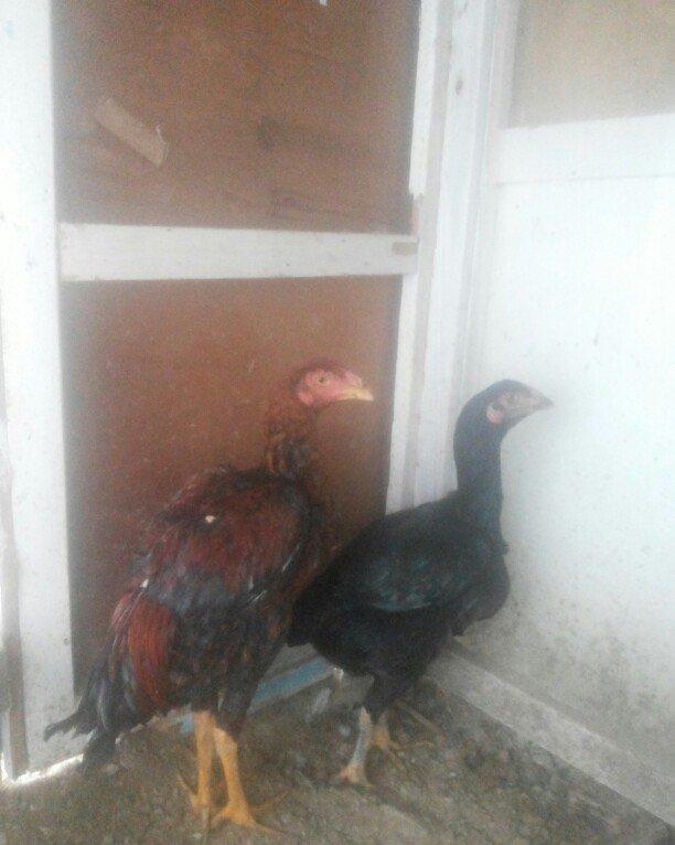 heyrati temiz cins fere ve xoruz xoruzu 5 ayliqdi 50 azn