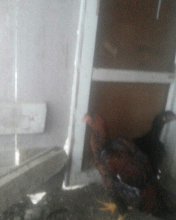 heyrati temiz cins fere ve xoruz xoruzu 5 ayliqdi 50 azn