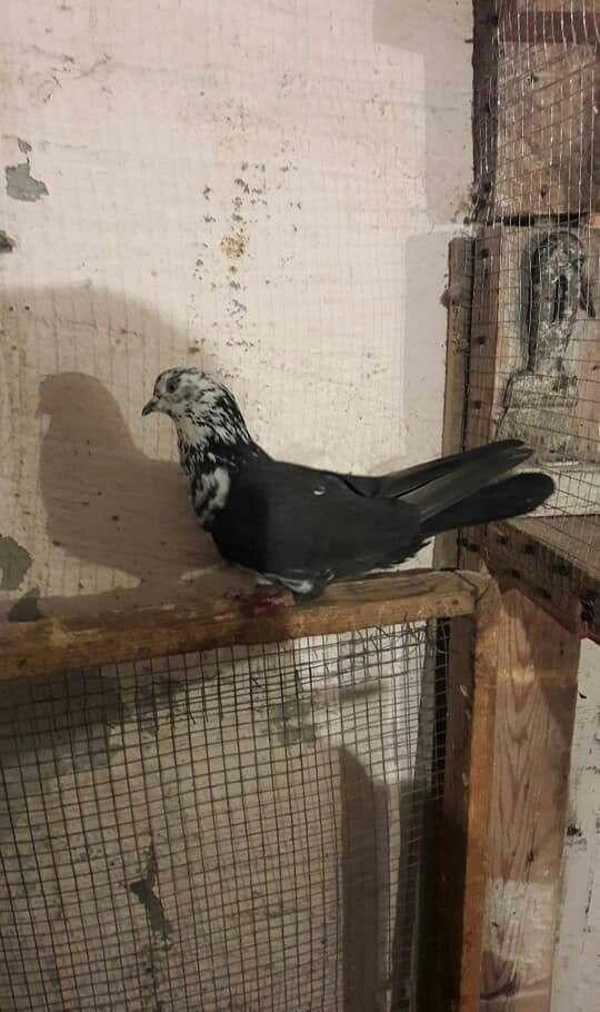 ag dow erkeydi 1 heftedi heyvan gezirdi axir ki geldi duwdu satilir