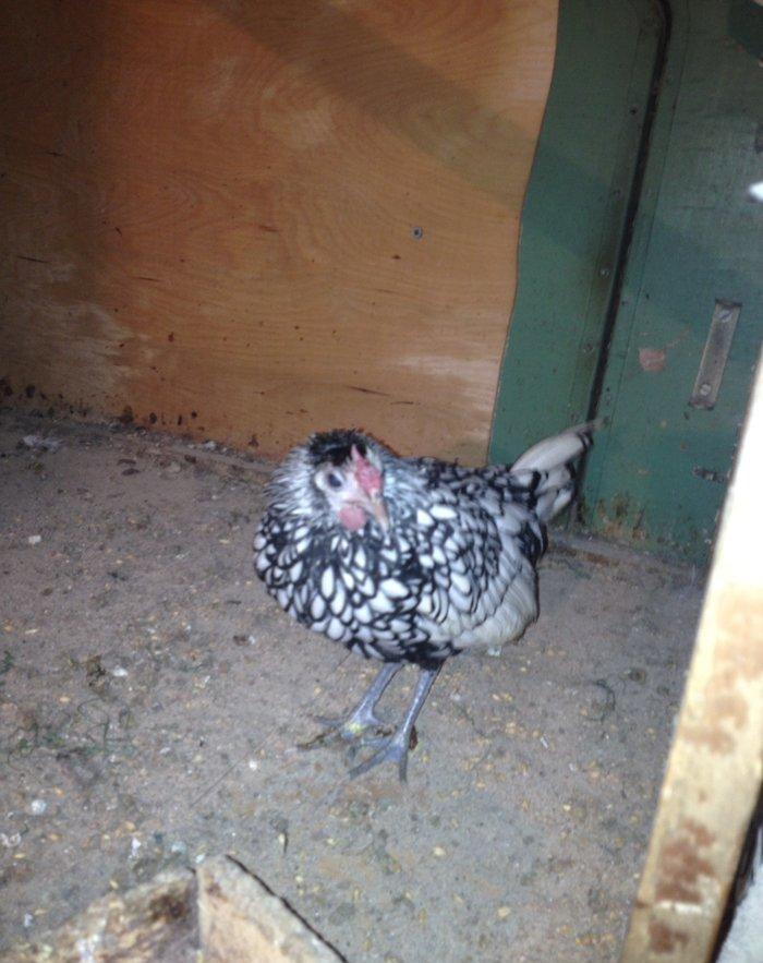 5 aylıq Zibrit xoruzu Satıram barterde mümkündü zibrit feresiyle Tekl