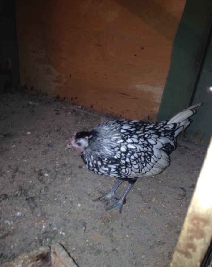 5 aylıq Zibrit xoruzu Satıram barterde mümkündü zibrit feresiyle Tekl