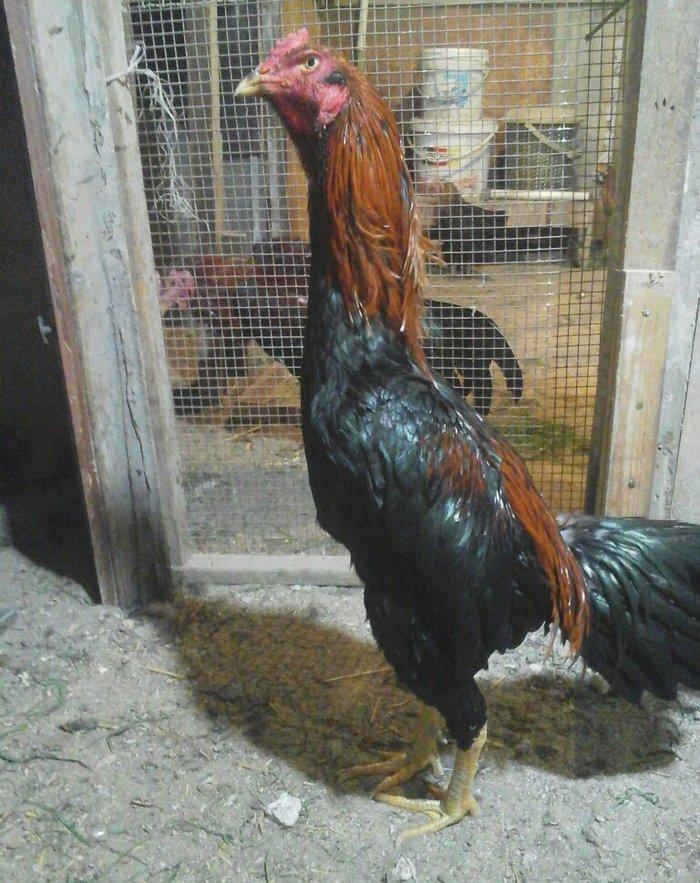 Heyratı xoruzu temiz turk sortu 1 illikdir tam saglamdir.