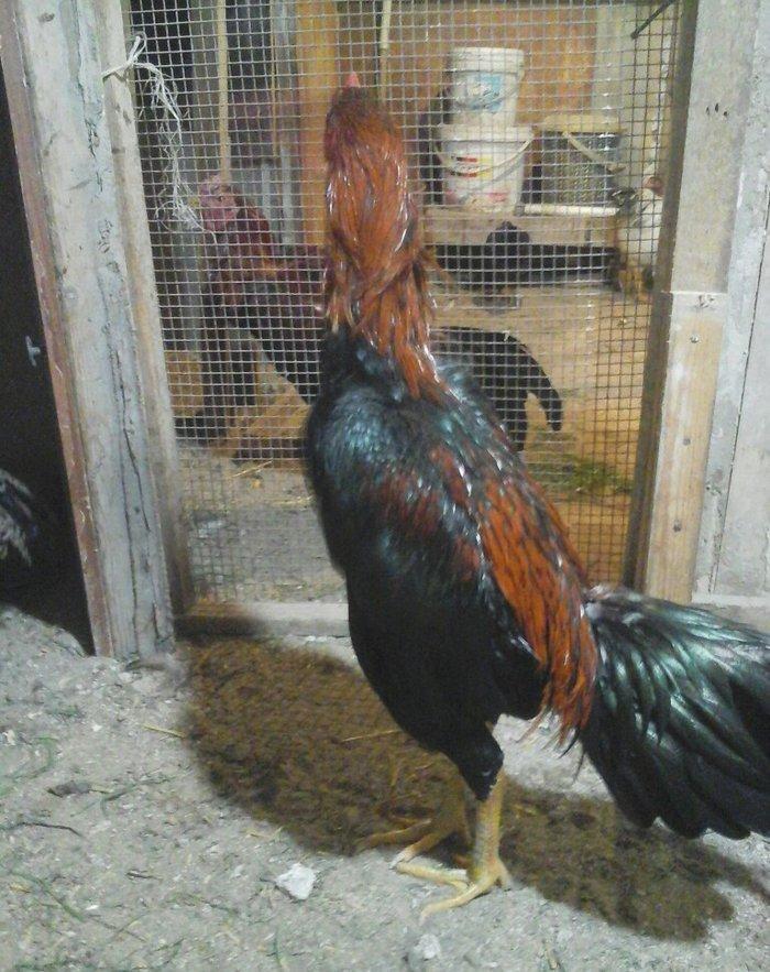 Heyratı xoruzu temiz turk sortu 1 illikdir tam saglamdir.