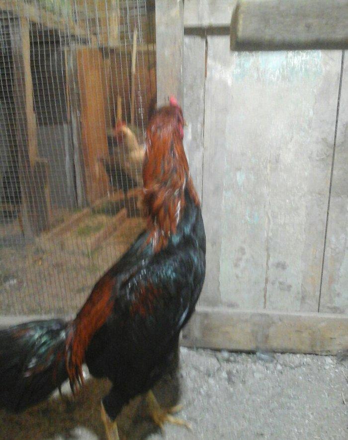 Heyratı xoruzu temiz turk sortu 1 illikdir tam saglamdir.