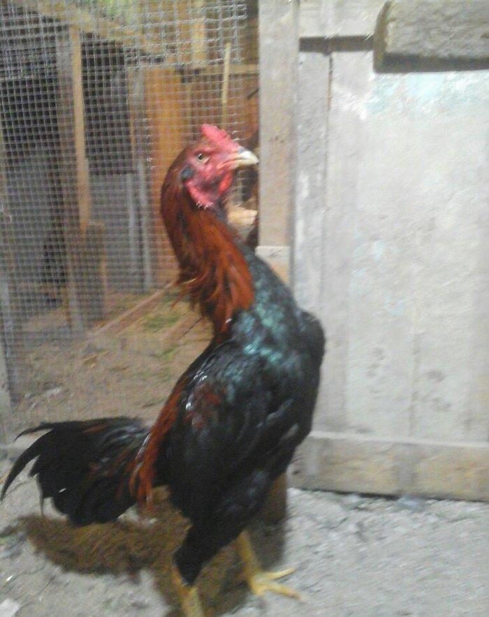 Heyratı xoruzu temiz turk sortu 1 illikdir tam saglamdir.