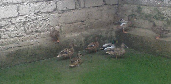 oz qujlarimdi axlamdilar ordekler  180 m qirqovul 45 m real aliciliya