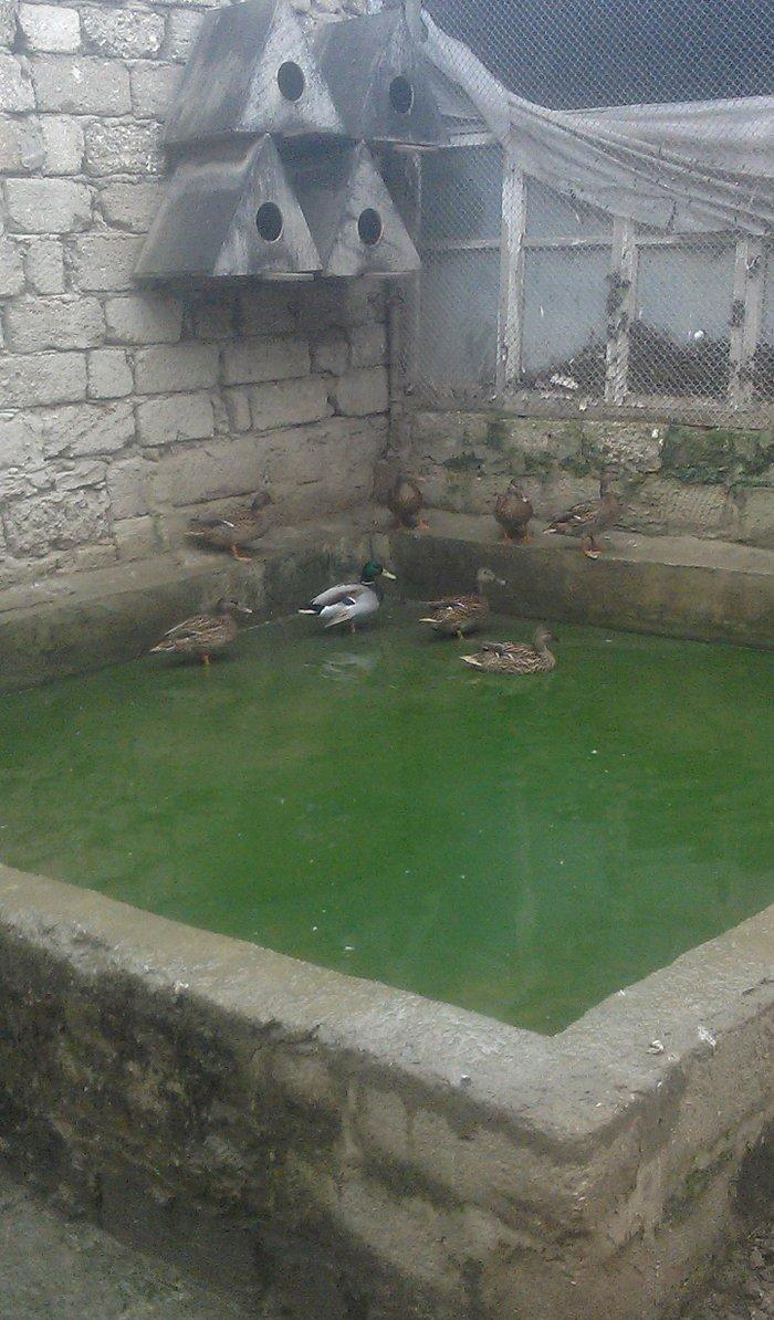 oz qujlarimdi axlamdilar ordekler  180 m qirqovul 45 m real aliciliya