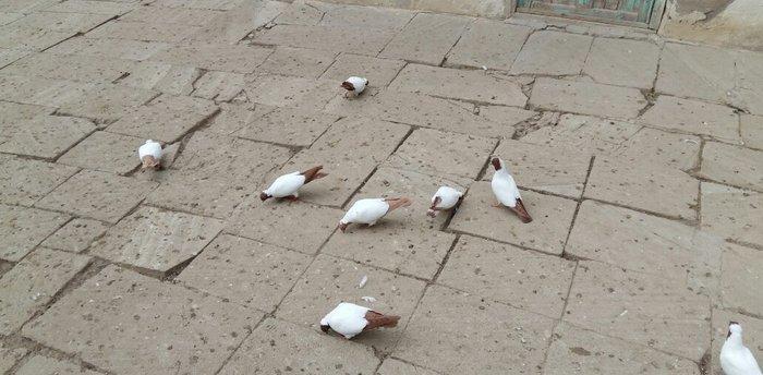 Qara baw,qirmizi baw manaxlar satilir. Erkey maya. Balada var. Ciddi w