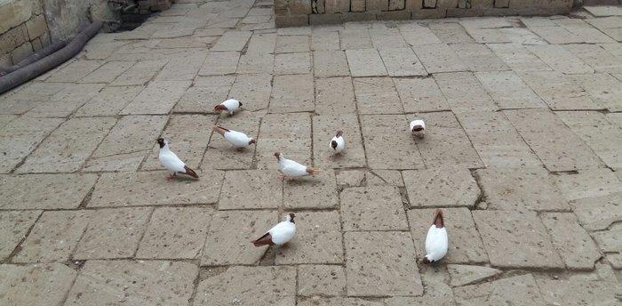 Qara baw,qirmizi baw manaxlar satilir. Erkey maya. Balada var. Ciddi w