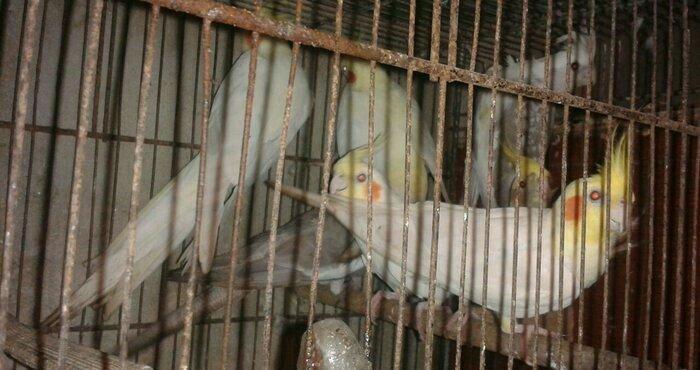 Korella papuqayi tam hazir mayani diwi quwu tam hazir erkeyle deyiwdir