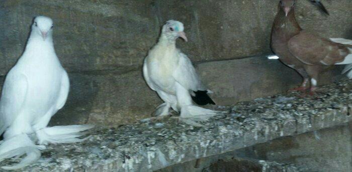 Korella papuqayi tam hazir mayani diwi quwu tam hazir erkeyle deyiwdir