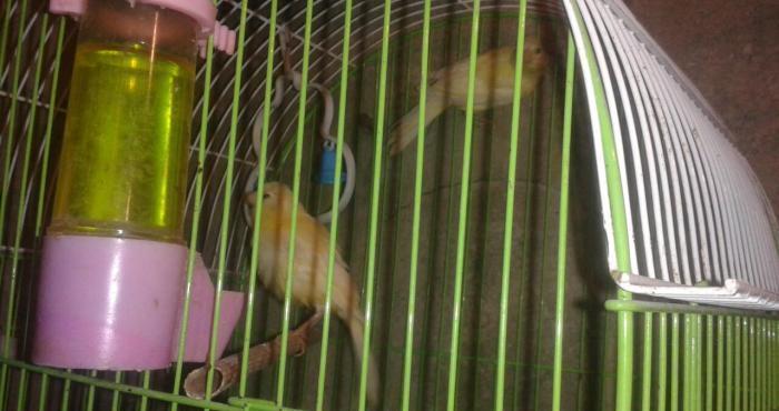 Super bul-bul leri satiram barterde edirem papuqayla 
ata lari 9-10 ka