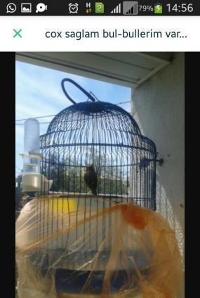 Super bul-bul leri satiram barterde edirem papuqayla 
ata lari 9-10 ka