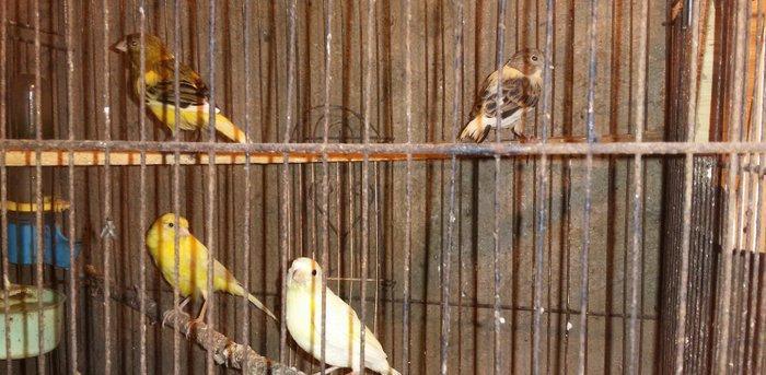 Super bul-buller satiram atalari mende cox gozel oxuyur hardasa 12 kal