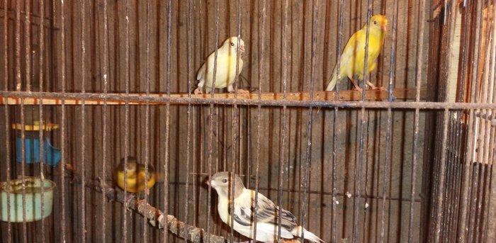 Super bul-buller satiram atalari mende cox gozel oxuyur hardasa 12 kal