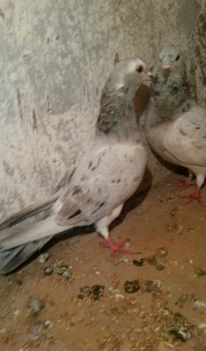 ebreşdər cutdulər erkek 16 tuk cutu 25 azn barter ag quyruqla