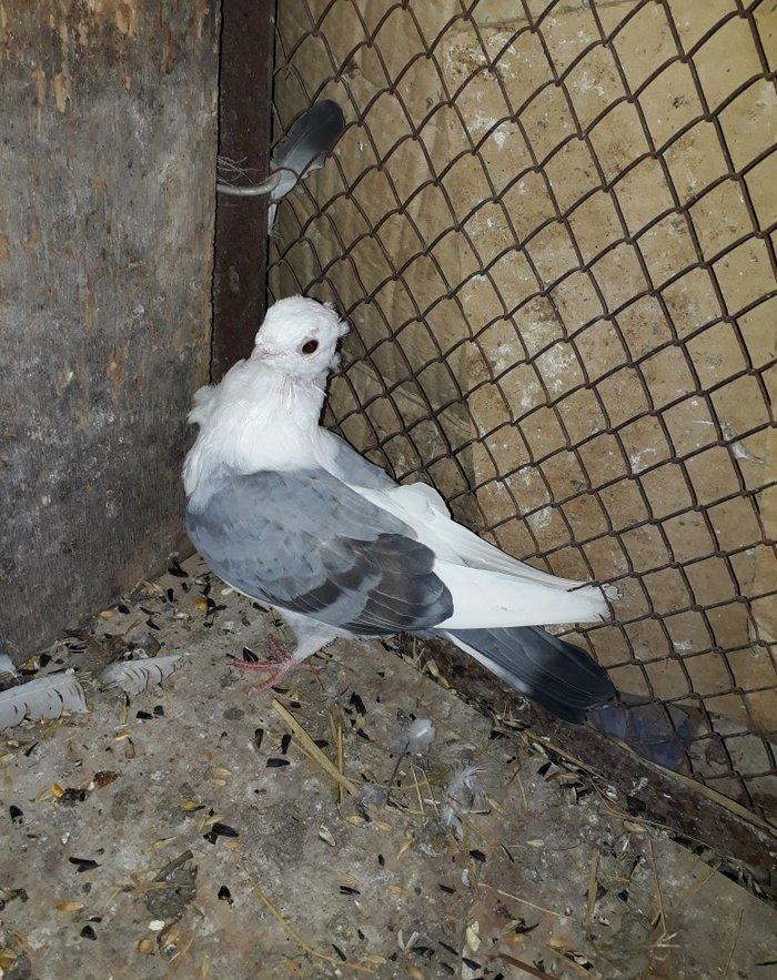 Salam herkese hunkariler satilir 2 erkey 1 maya 120 azn gondermek daxi