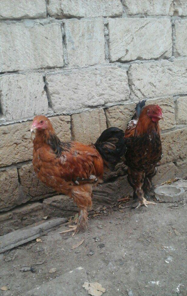 2 dene 6 ayllq brama xoruzu. Fereylede barter ederem qiymetde razllaşm