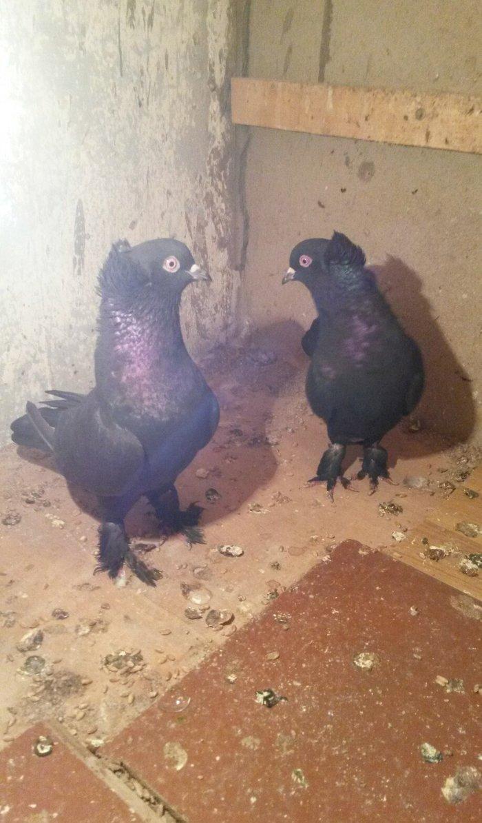 təmiz qaralar hazır cutdulər badam lələk kəkilli erkek 16 tuk cutu 30