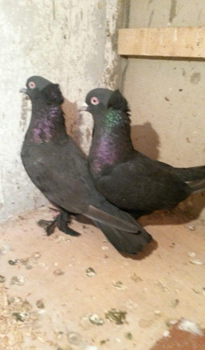 təmiz qaralar hazır cutdulər badam lələk kəkilli erkek 16 tuk cutu 30