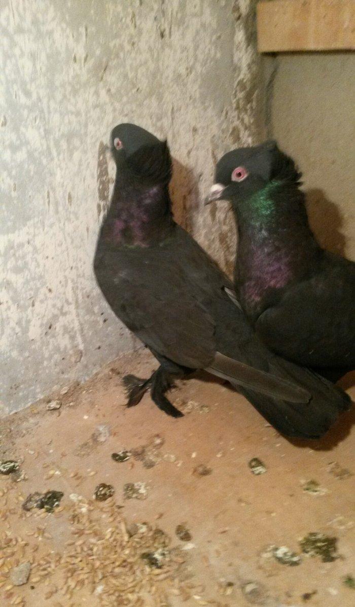 təmiz qaralar hazır cutdulər badam lələk kəkilli erkek 16 tuk cutu 30