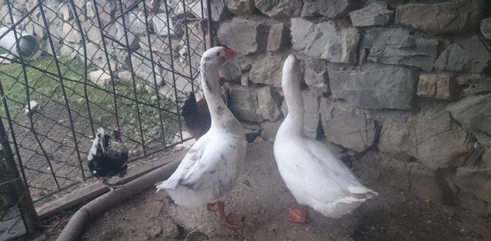 2 dene qaz satiram.2 i 60 manat.sort qqzlardi.