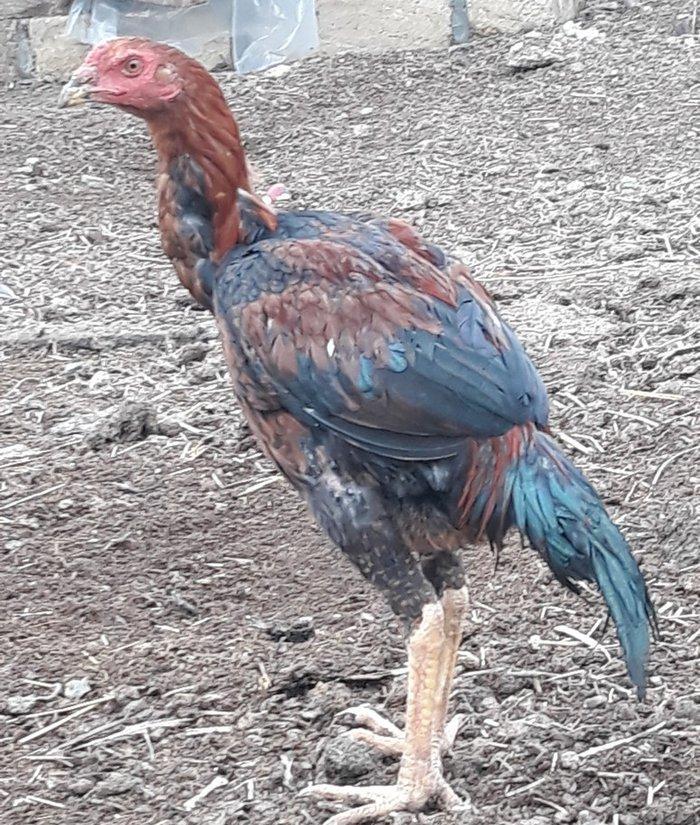 salam ! cuper cinsdi 6 ayina girib hele hecne qanmir  gence daxili cat