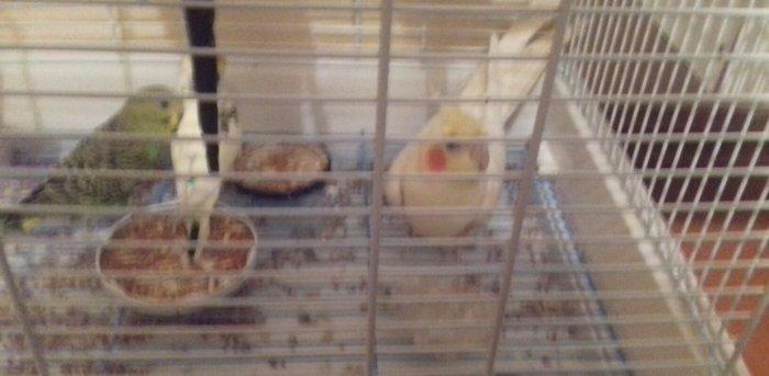 qefes ve aksesuarları .2 karella 1 erkek ve 1 disi  satılır