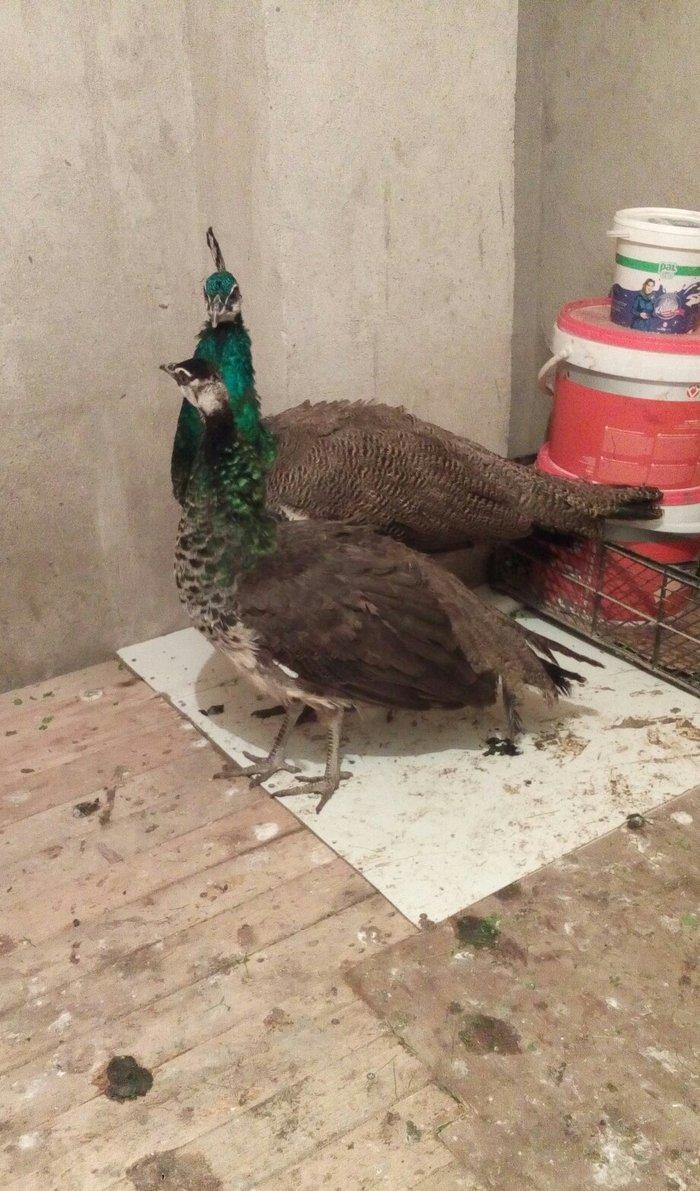 tovuzqusu satılır. fere xoruz illik. qiymet sondur. qiymete göre narah