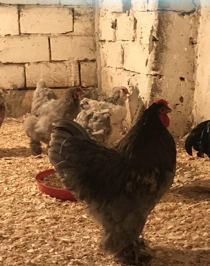 12 eded temiz brama satiram 1 illikdiler 1 biri 80 azn