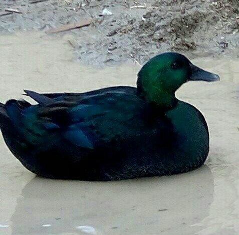 orginal kayuqa ordeyi ( xamelyon) isdeyen buyursun.2fere 1xoruz 450 az