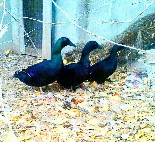 orginal kayuqa ordeyi ( xamelyon) isdeyen buyursun.2fere 1xoruz 450 az