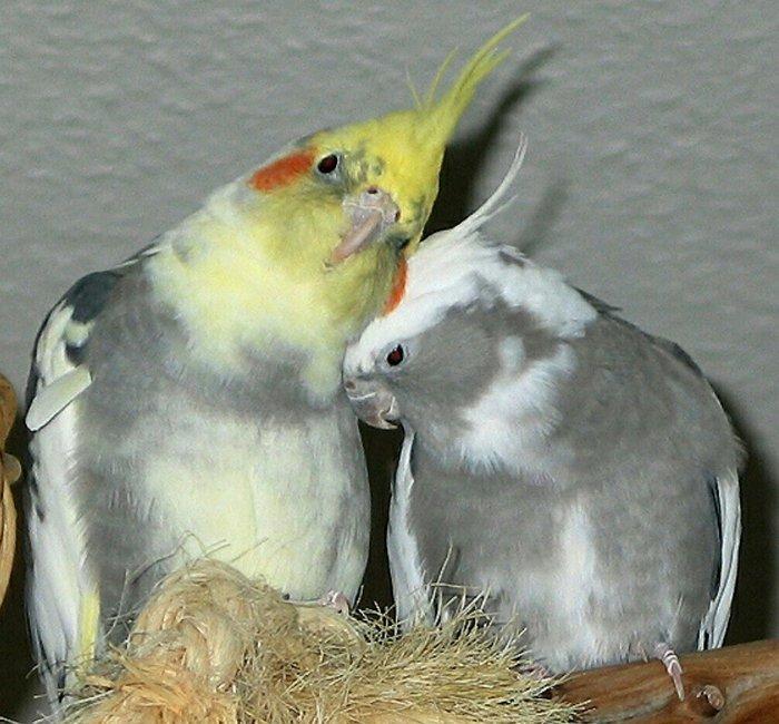 Tecili cox gozel renglerde hazir bala veren cut korellalar satilir saq