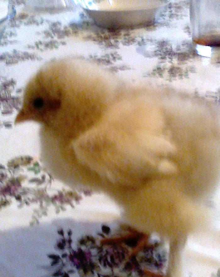 Brama cuceler var 10-15-20  gunluk.7-8 manat.VATCAP VAR.40-50 gunluk