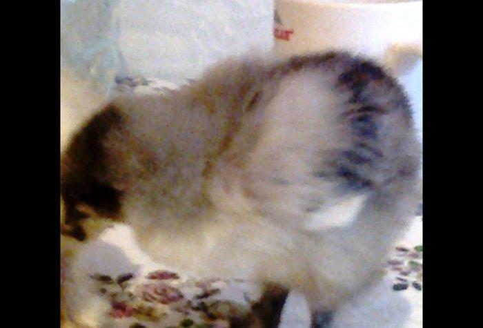 Brama cuceler var 10-15-20  gunluk.7-8 manat.VATCAP VAR.40-50 gunluk