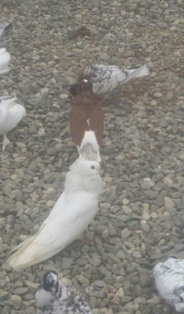 Yakabinler cütdu Ağ erkəy Qırmızı Ağ Baş Ağ quyruq cütü - 65 manat