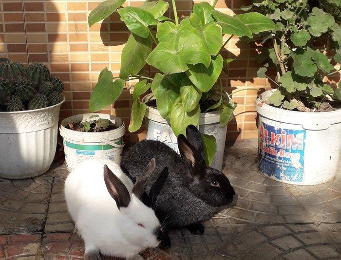 Dovşanlar satılır, 20-25 AZN arası Velikan növü. Qiymətlər ayına görə