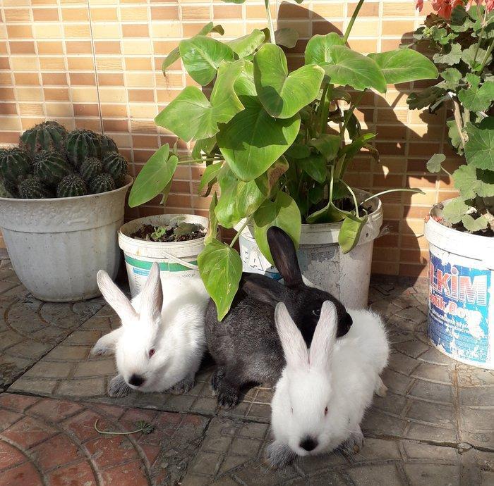 Dovşanlar satılır, 20-25 AZN arası Velikan növü. Qiymətlər ayına görə