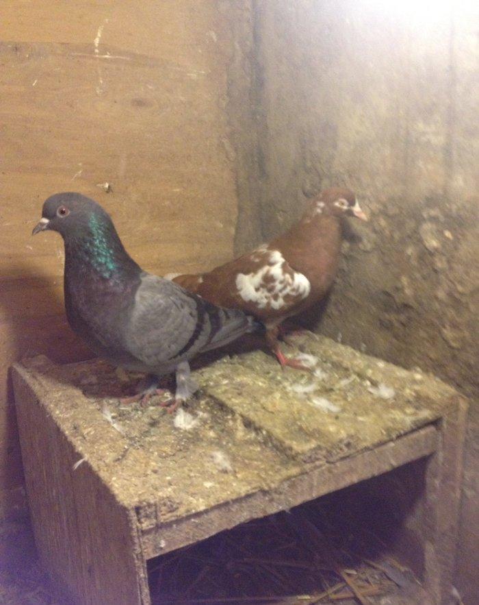 Ikiside mayadi cavandilar goy 16 tukdu iran cili az quyrugdu tam sagla