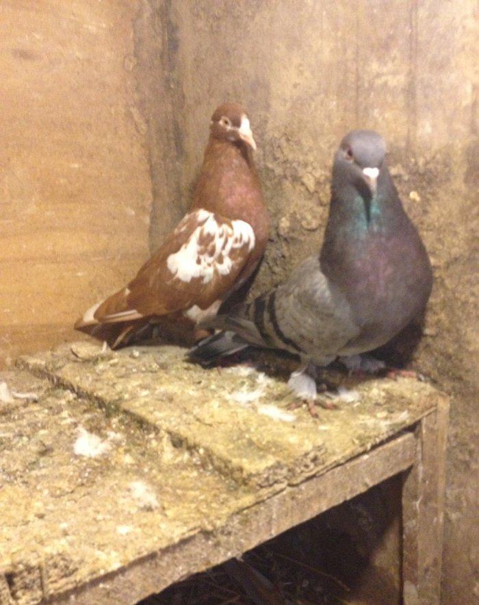 Ikiside mayadi cavandilar goy 16 tukdu iran cili az quyrugdu tam sagla