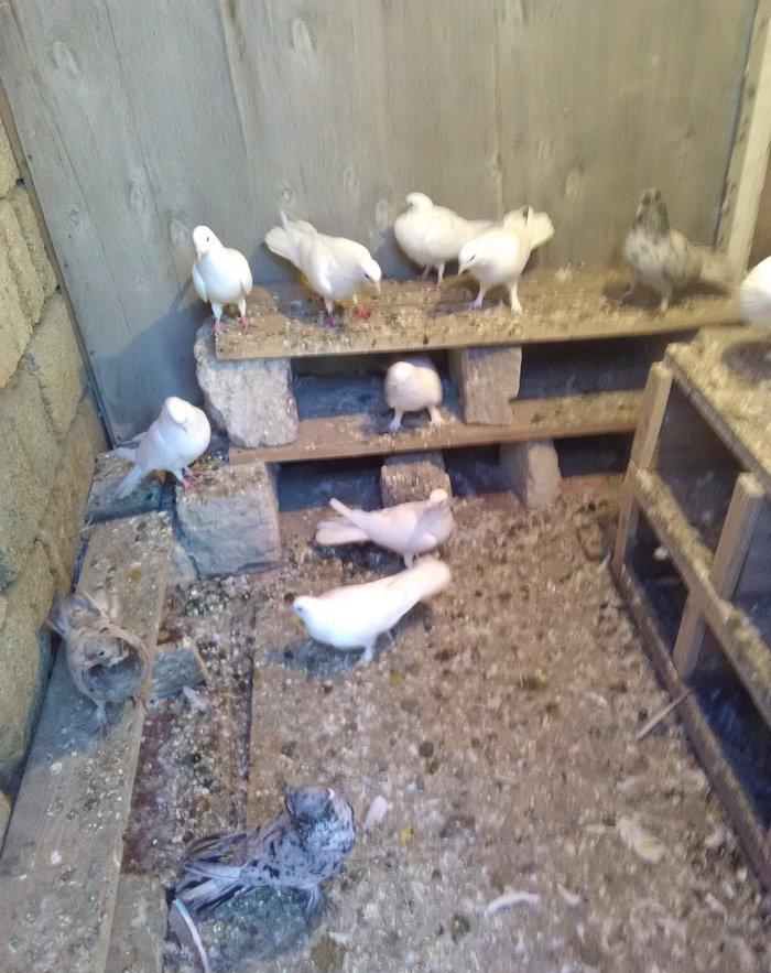 Ebresler satilir uc denedi iki maya bir erkek mayalar 17 erkek kekili