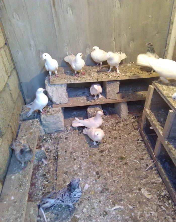 Ebresler satilir uc denedi iki maya bir erkek mayalar 17 erkek kekili